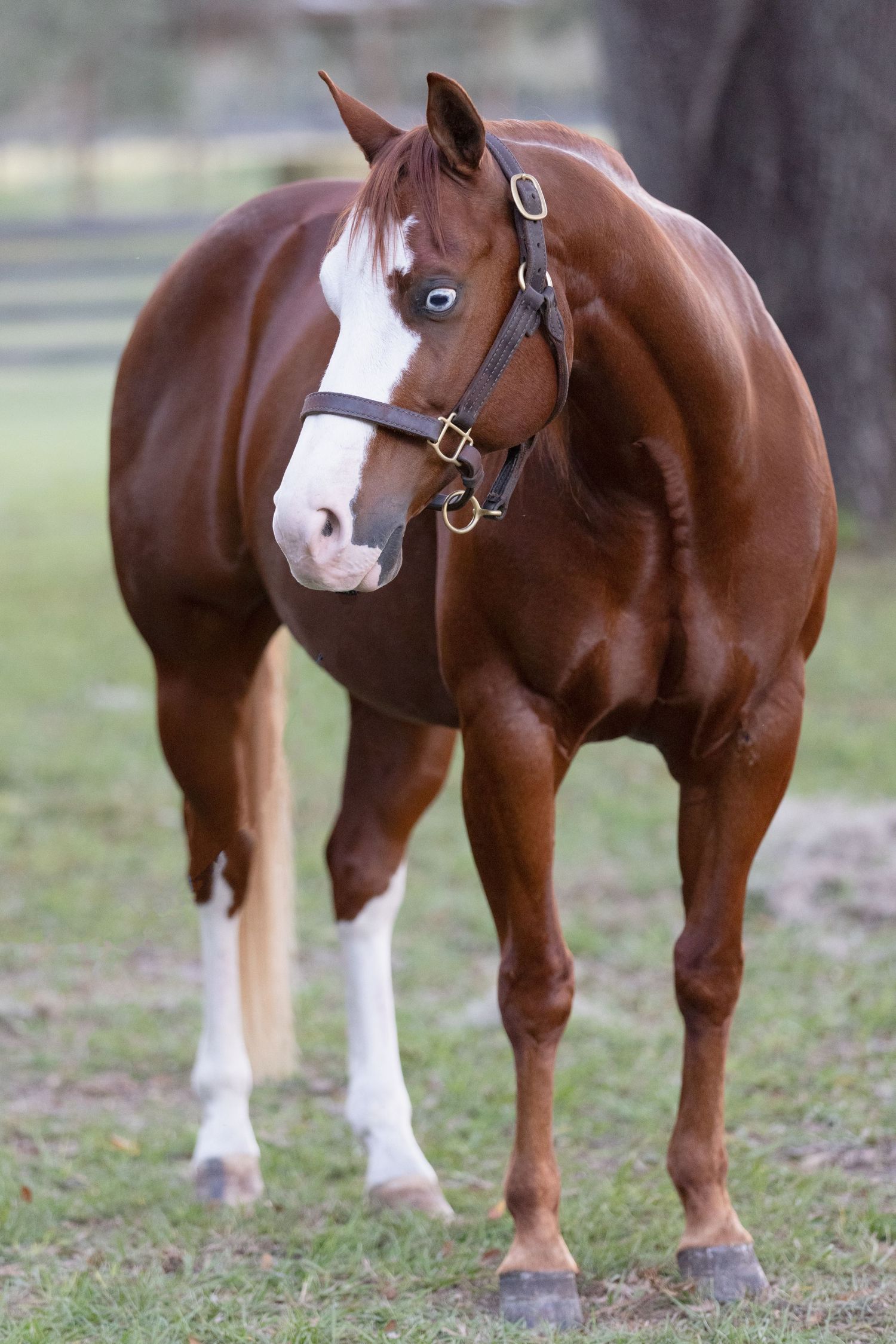 sorrel APHA/AQHA reining horse during sale shot session in Morristown Florida with Keli Wakeley Photography.