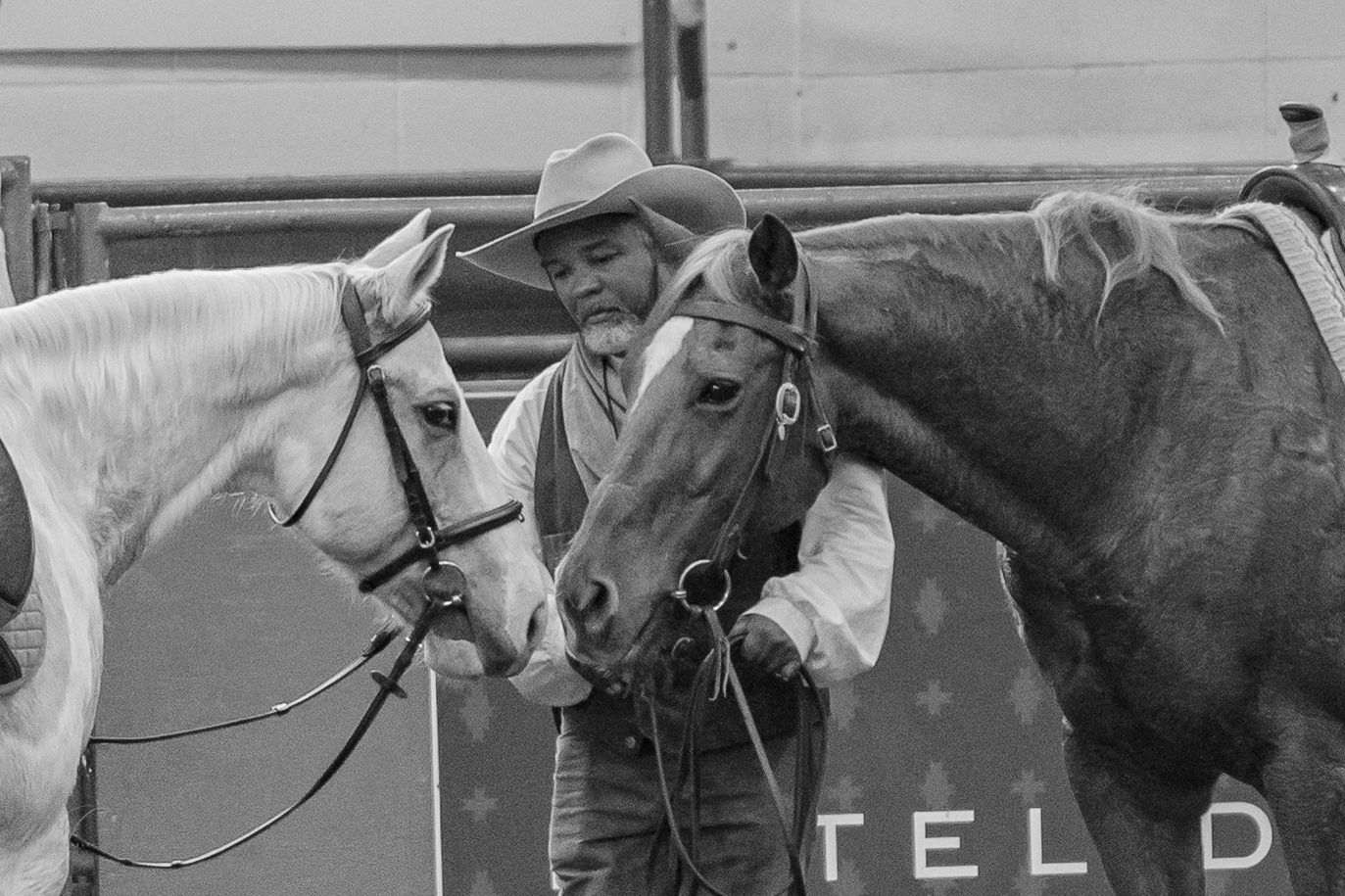Series of horses performing lunging exercises with ground poles during the CHA International Conference at the Stock Yards Dallas Fort Worth