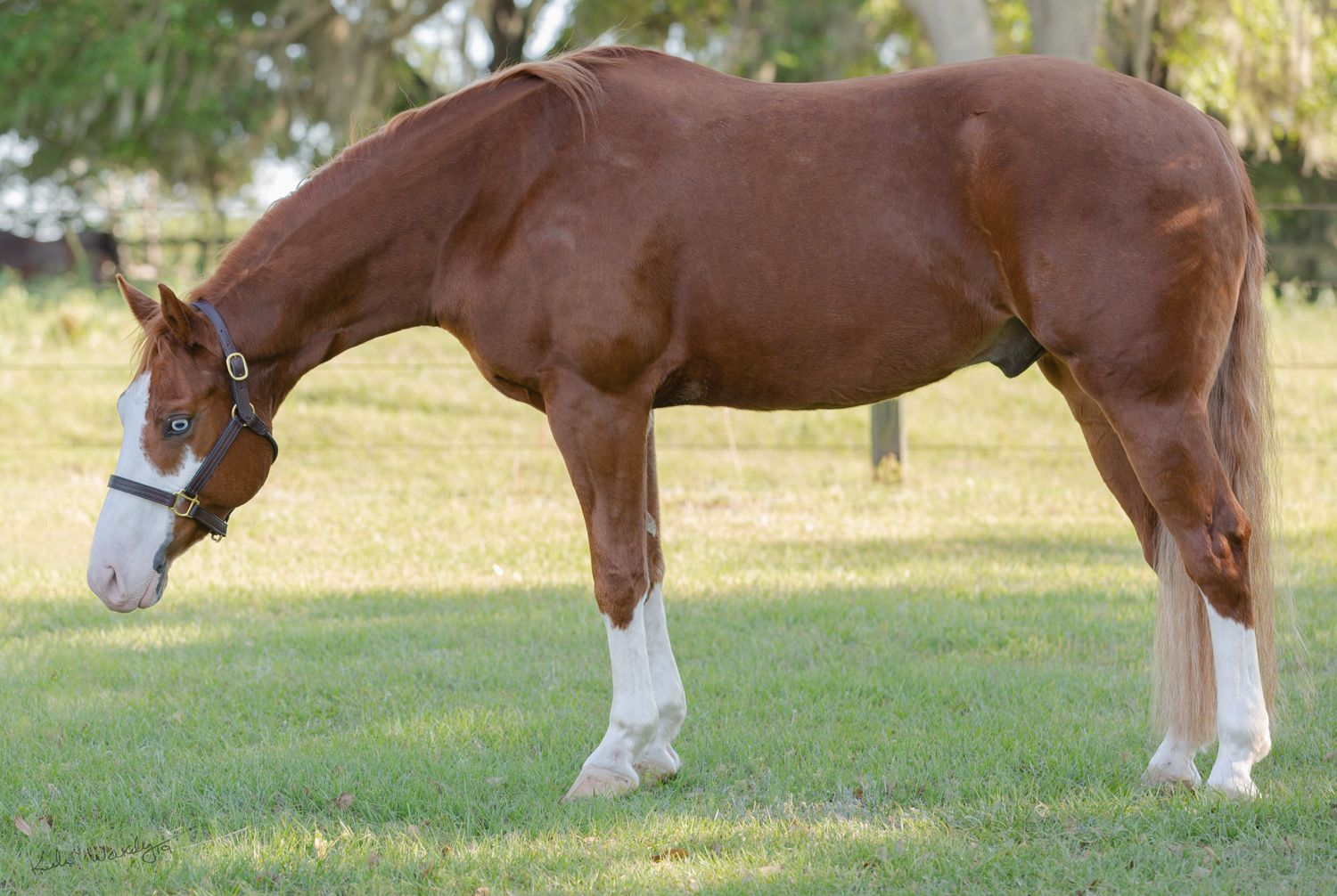 Equine sale shots APHA/AQHA gelding Morriston  F. Keli Wakeley/Keli Wakeley Photography