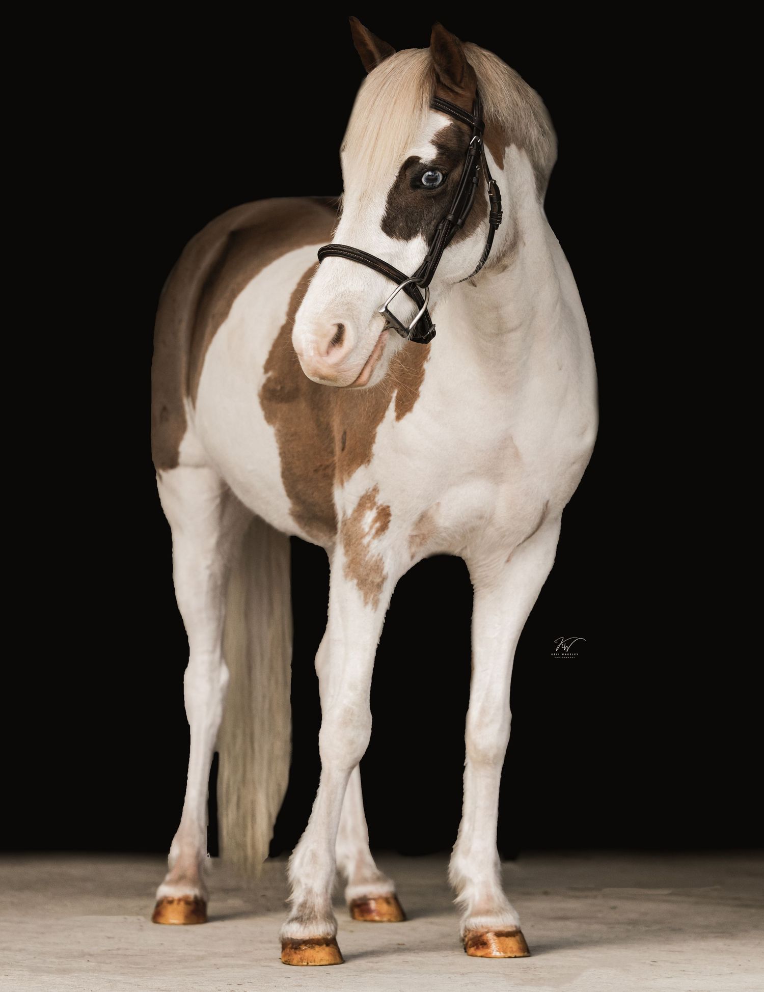 Pony hunter horse black background portrait session Alachua FL. Keli Wakeley/Keli Wakeley Photography