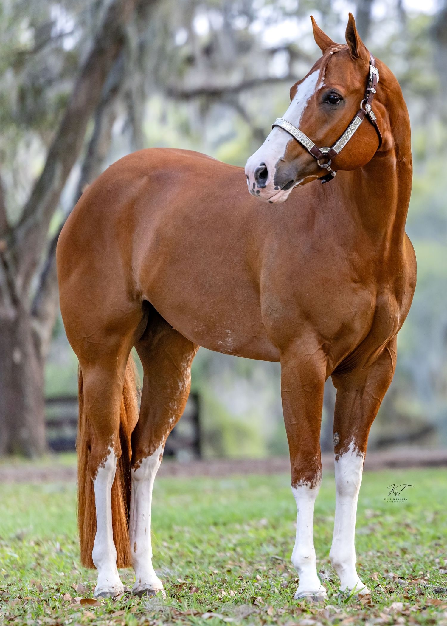 APHA Gelding portrait session Ocala FL. Keli Wakeley/Keli Wakeley Photography
