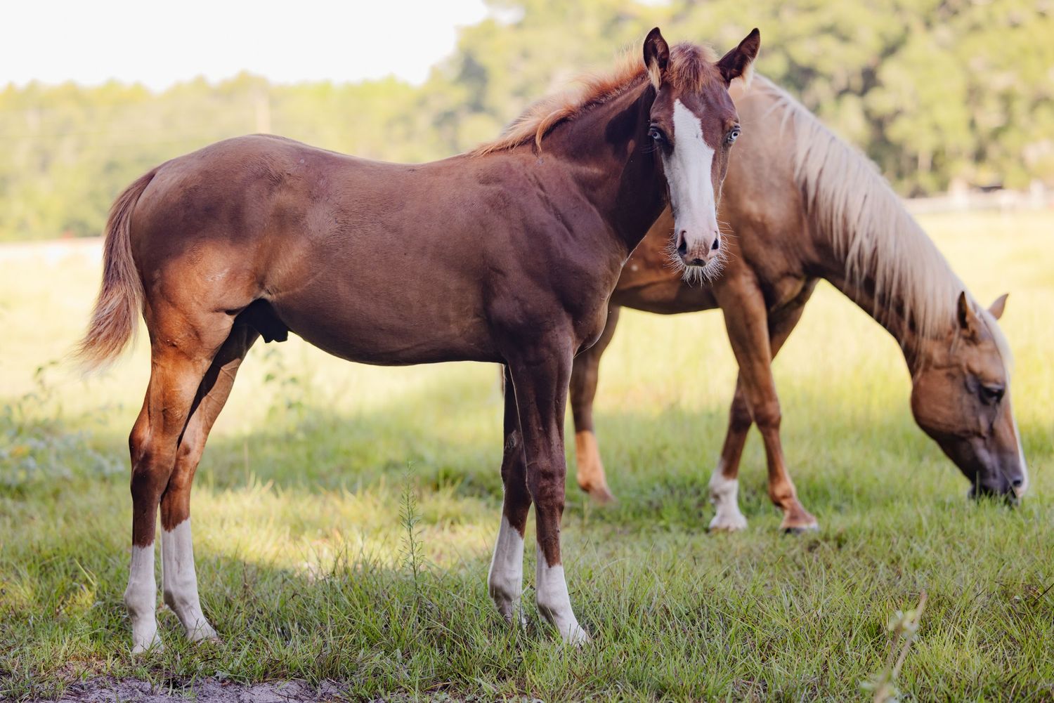 Stallion foal and mare graze together in a  pasture with during conformation photo session for AQHA registration   photos by Keli Wakeley