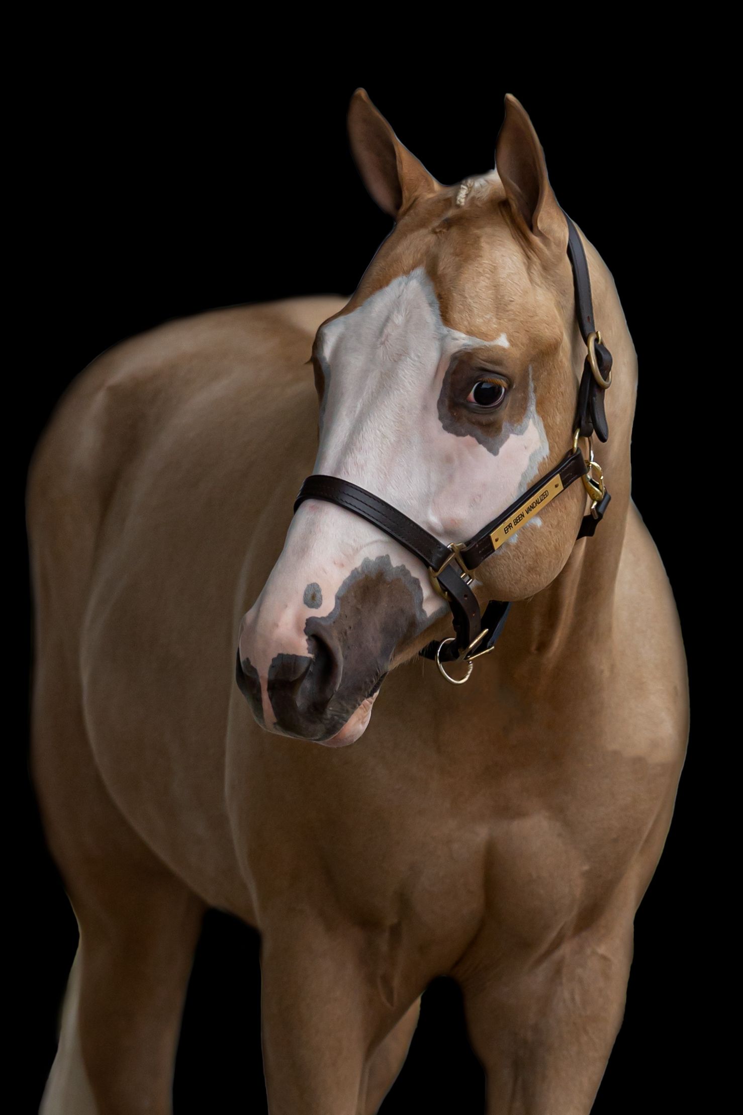 Profile portraits of AQHA palomino  horse with black black background posed during an equine portrait session with Keli Wakeley Photography.