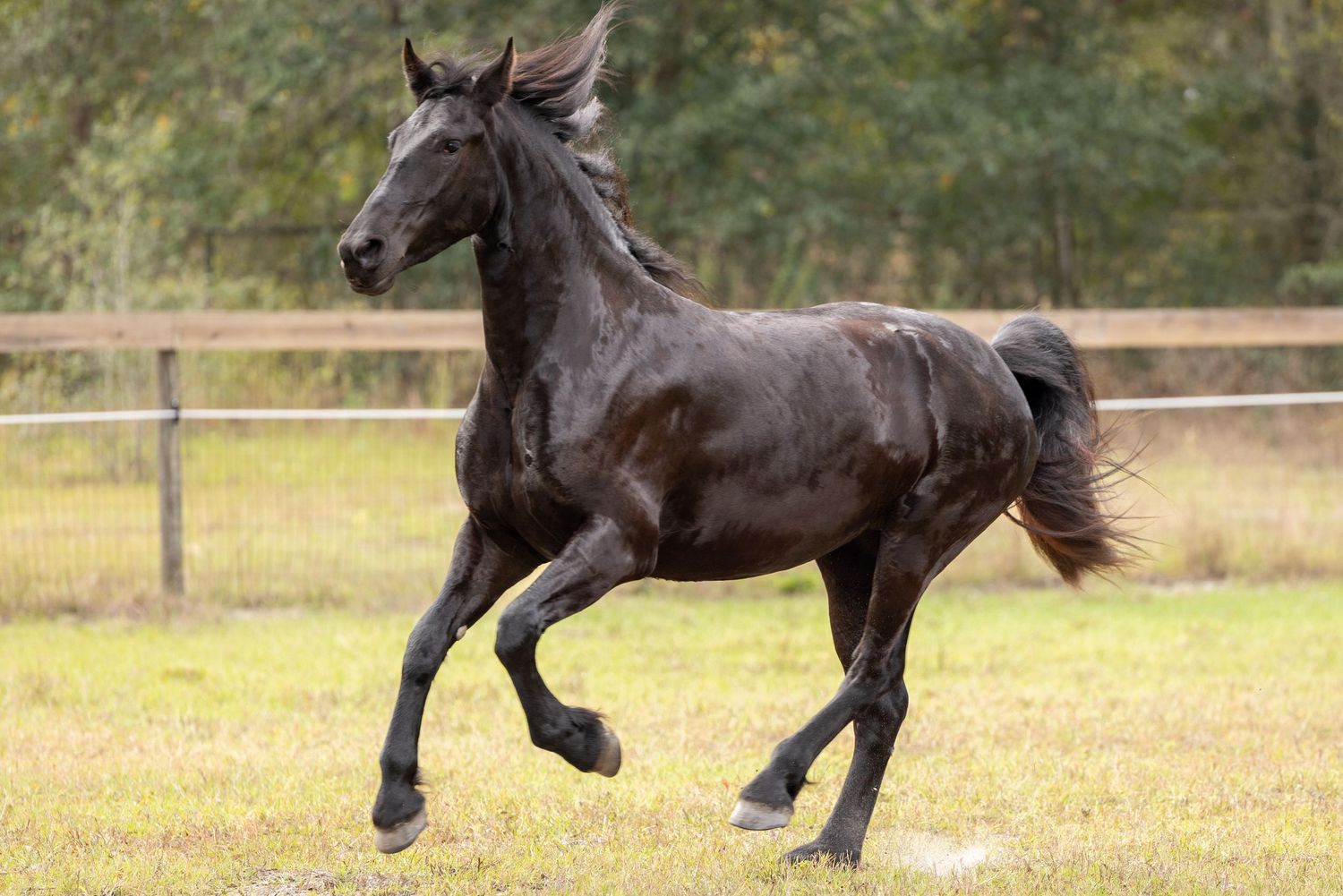 friesian galloping gracefully across the grass during liberty photo session with Keli Wakeley at Story Brooke Friesians & Barock Pintos