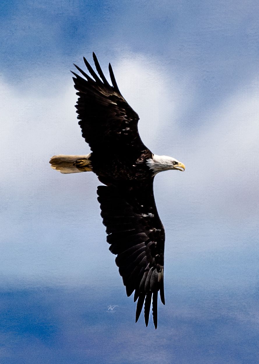 digital art image offered for sale at Keli Wakeley Photography and available at web site. Eagle flying over water Bar Harbor Maine 2025.