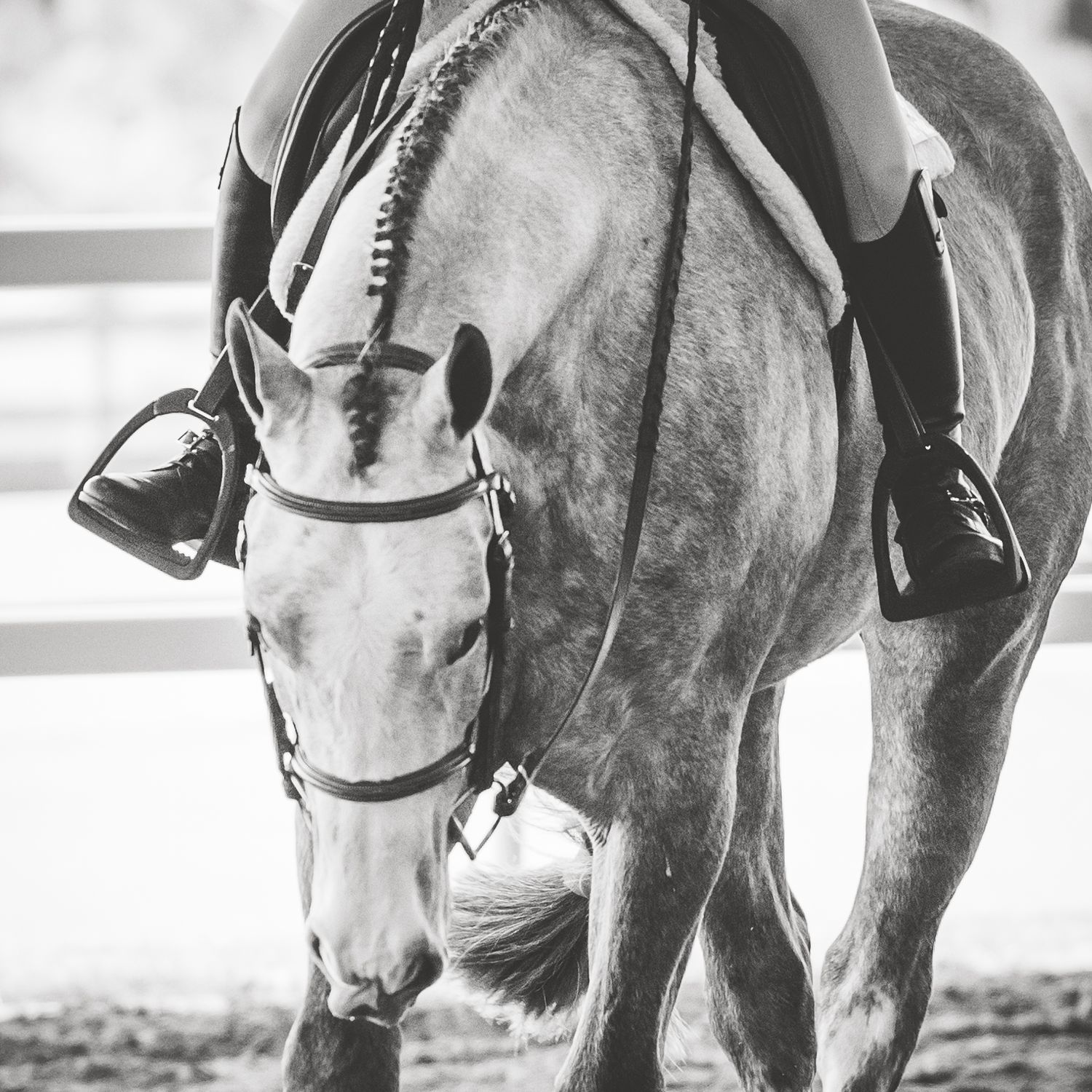 Black and white artistic shots  of English tack on APHA horse with rider details during showing at the FCHC show. Alachua County Florida.