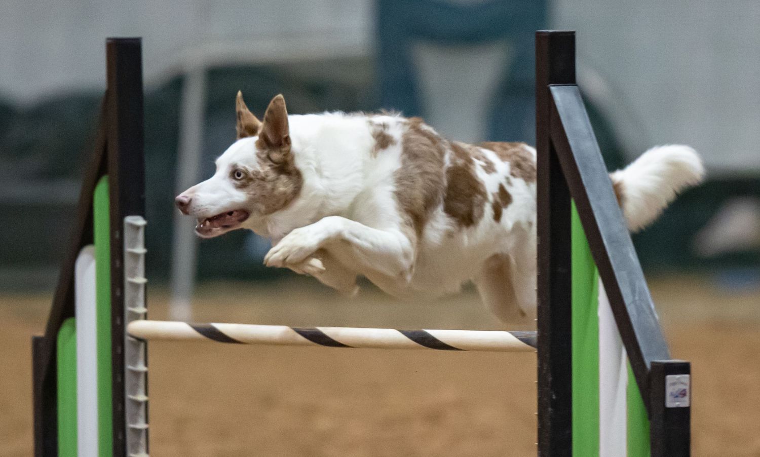 border colllie  skillfully navigating through an agility course with precision in Jacksonville Florida at pals and paws avert