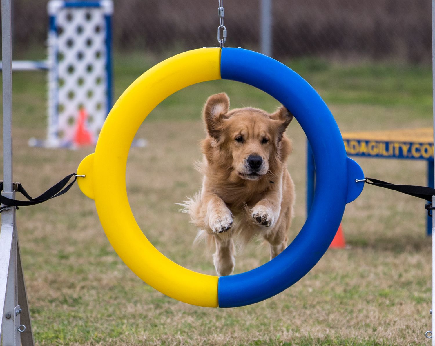 MATDA agility golden retriever  jumping through agility hoops during competition in Ocala Florida, Keli Wakeley Photography OP