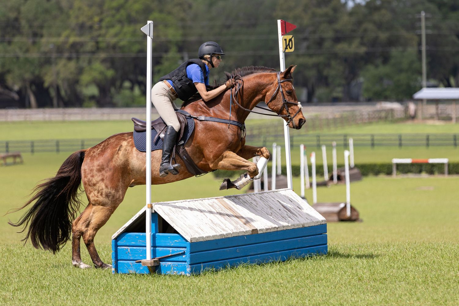 Sequence of  evening horse and rider jumping over blue cross country obstacles. Keli Wakeley Photography