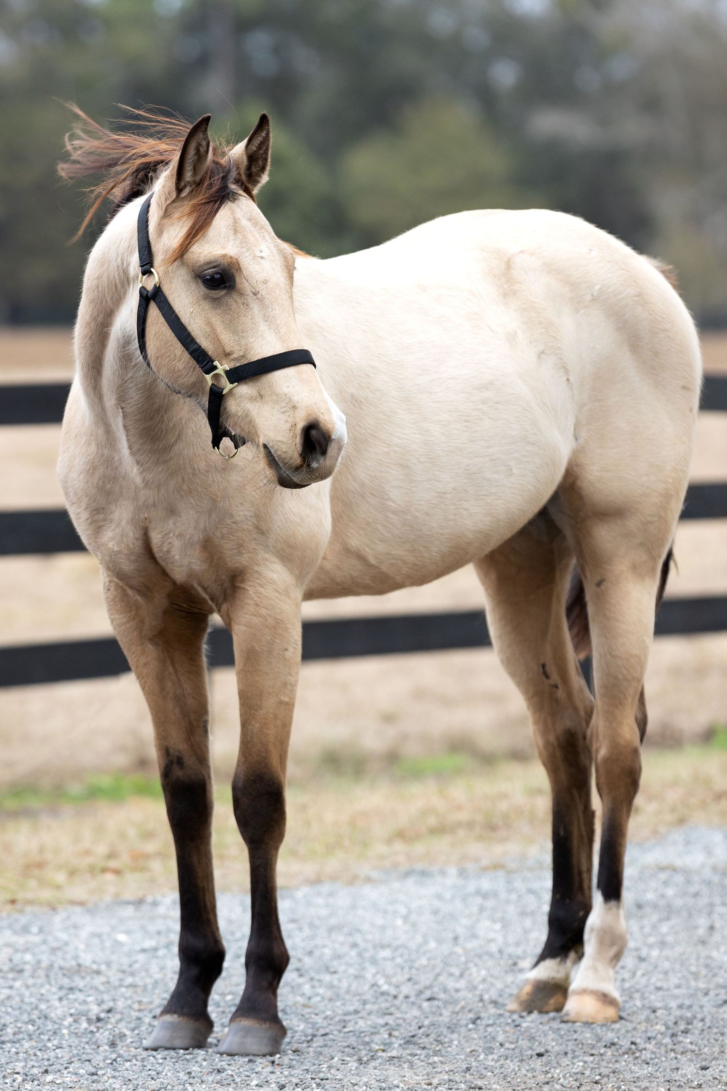 An AQHA buckskin barrel horse with standing on a gravel path near wooden fencing for conformation sale photos with Keli Wakeley Photography.