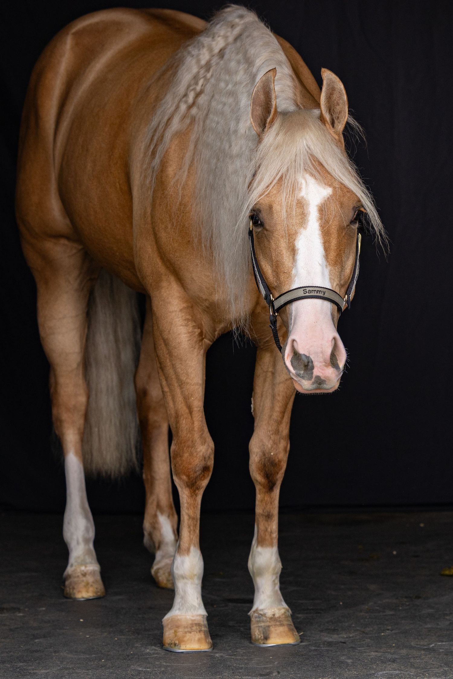 AQHA palomino reining horse posed for black background session Morriston FL. Keli Wakeley/Keli Wakeley Photography