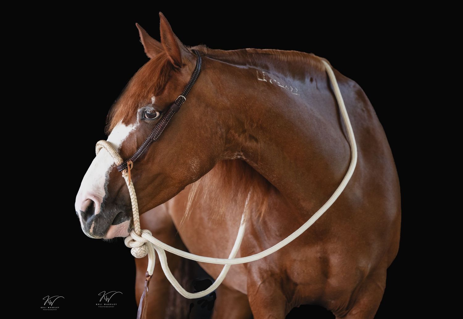 American mustang horse black background portrait session High Springs FL. Keli Wakeley/Keli Wakeley Photography