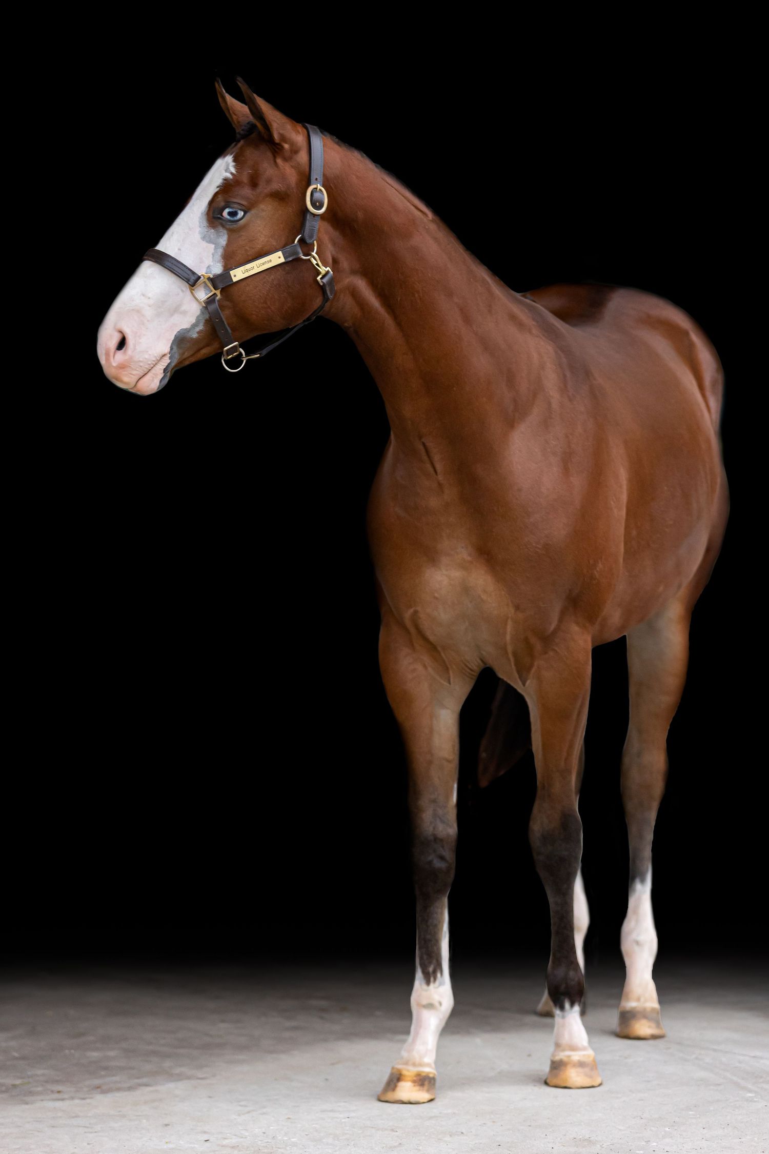 A bay APHA horse with stands posed against a black background in studio lighting for an equine portrait session with Keli Wakeley
