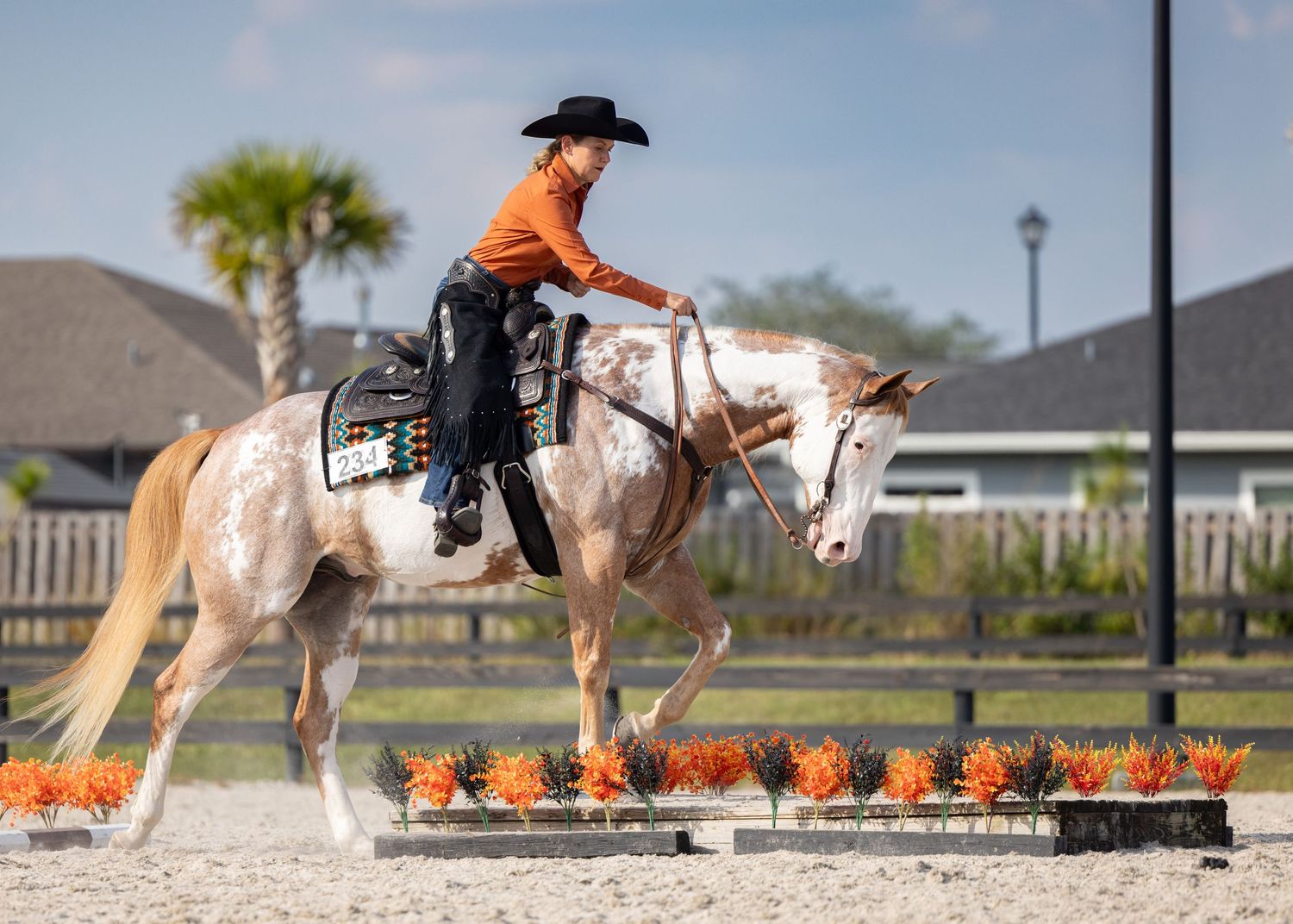 APHA horse and rider giving  over decorative pumpkin ranch class trail obstacles in an equestrian arena in Alachua County Florida.
