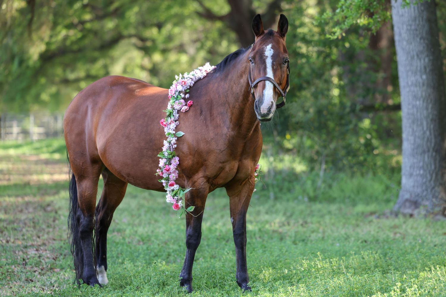 An AQHA broodmare posed for maternity portrait session in Alachua Florida wearing a floral garland stands in a wooded area on a sunny day.