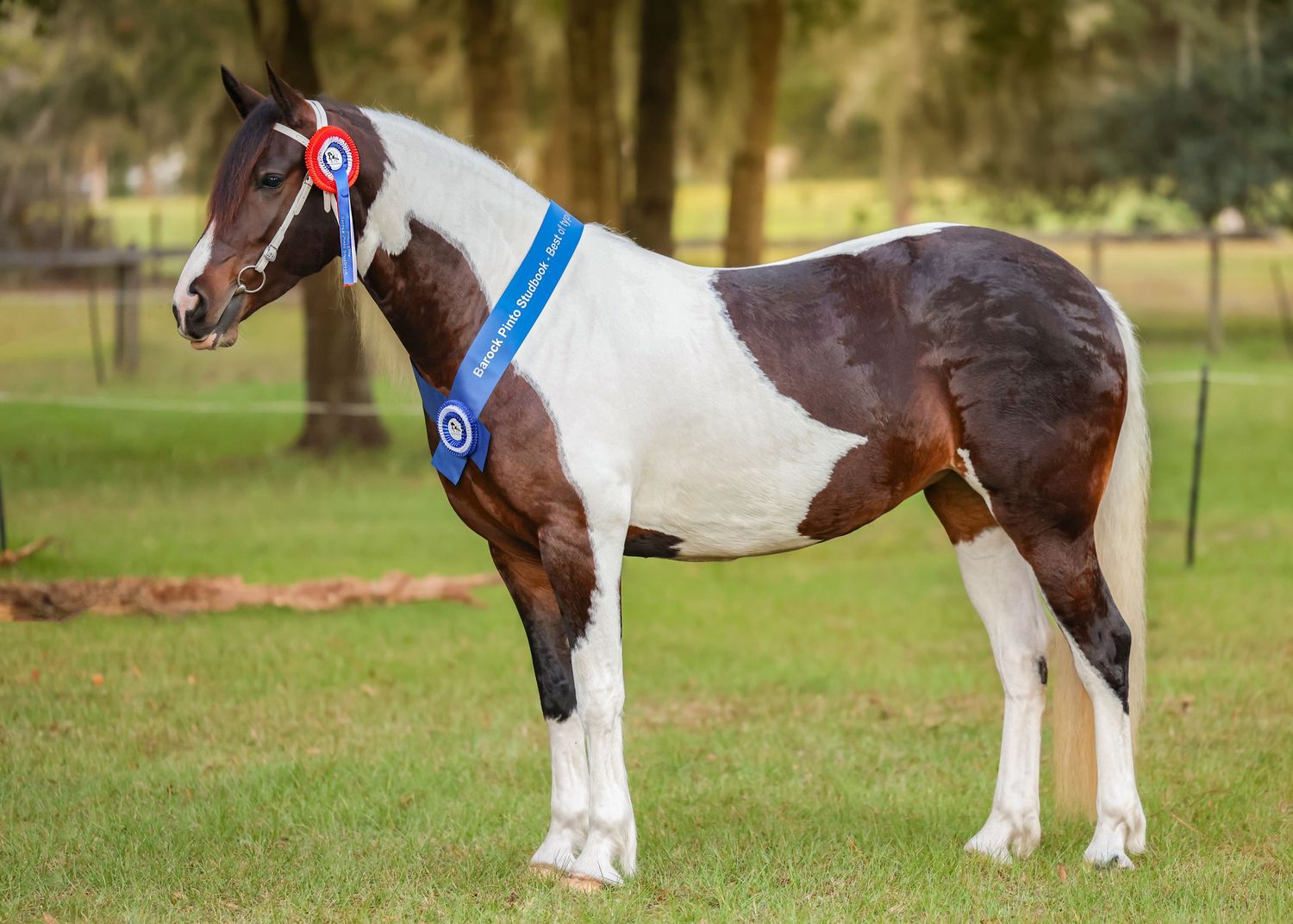 A barock pinto mare horses wearing blue show ribbons in a grassy paddock during portrait session in Citra Florida at Story Brooke friesians