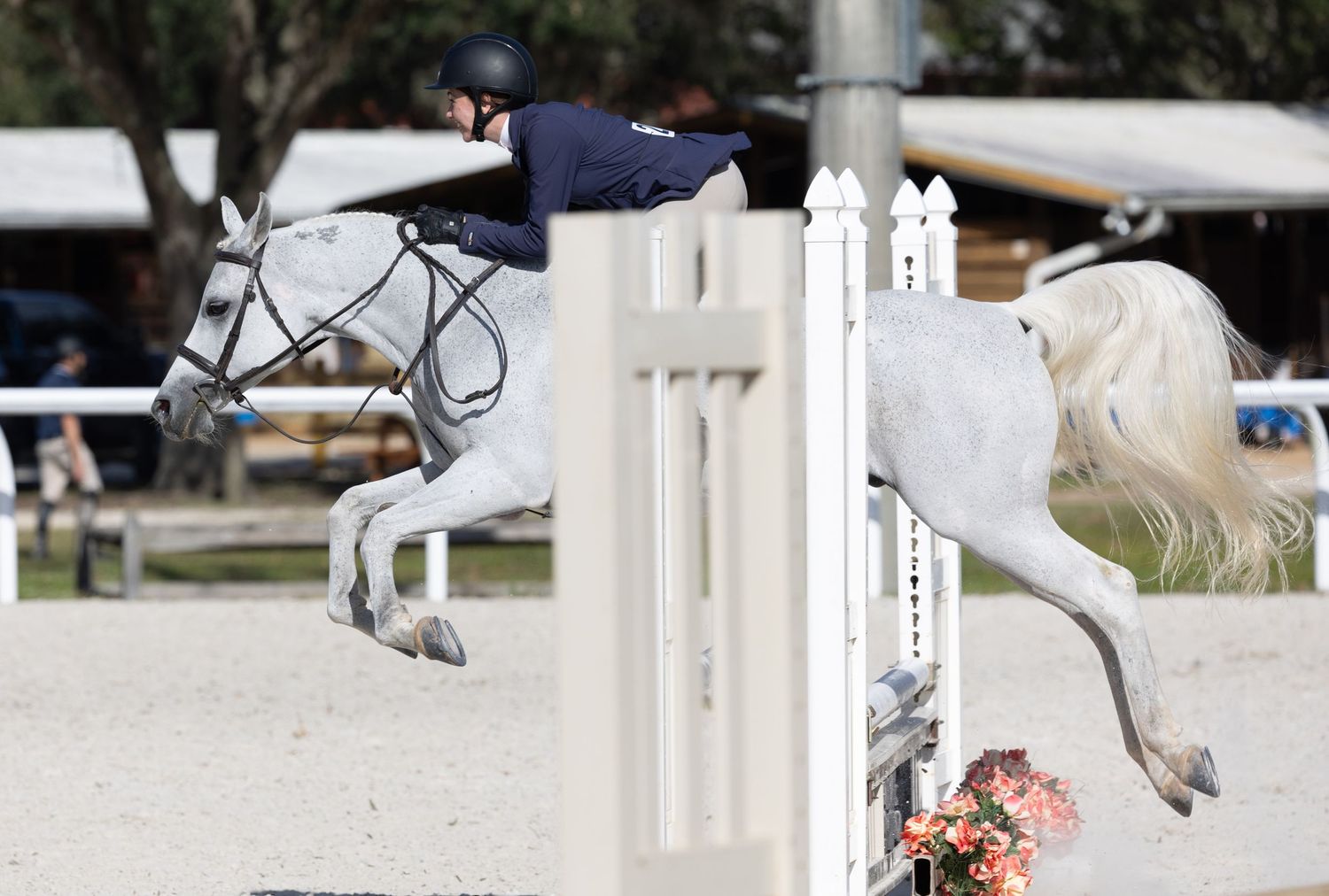 gray Arabian  shown with rider are navigating going over jump  in an arena during the Arabian show at the Claracona horse park Florida.