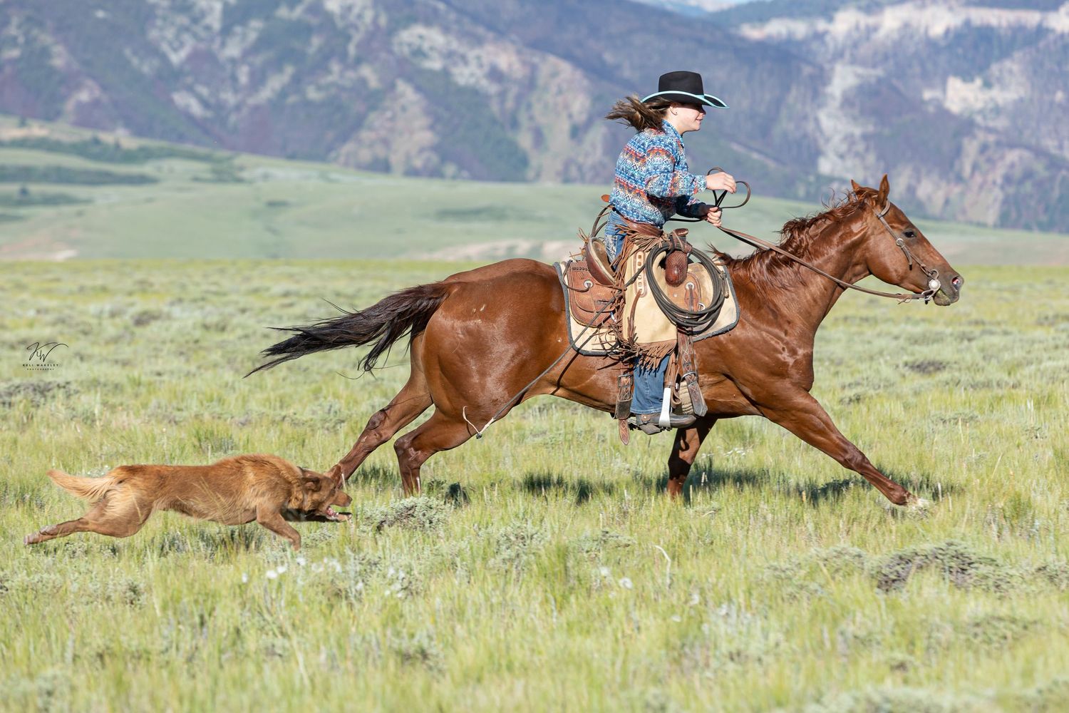 Pryor mountains at Dryhead Ranch Montana and Wyoming. AQHA sorrel horse and young rider with dog following running across pasture at ranch.
