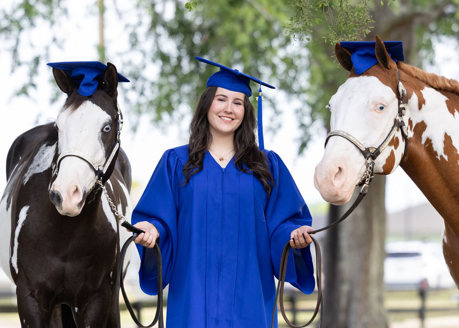 APHA horses and senior handler featuring blue cap and gown. graduation portrait session with Keli Wakeley Photography in Newberry Florida.