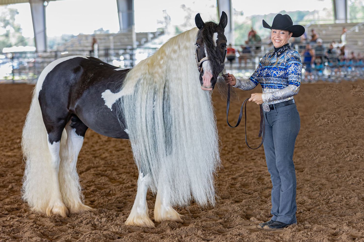 Gypsy Vanner horse and handler during halter competition at horse show at Florida Horse Park, Keli Wakeley Photography equine photographer