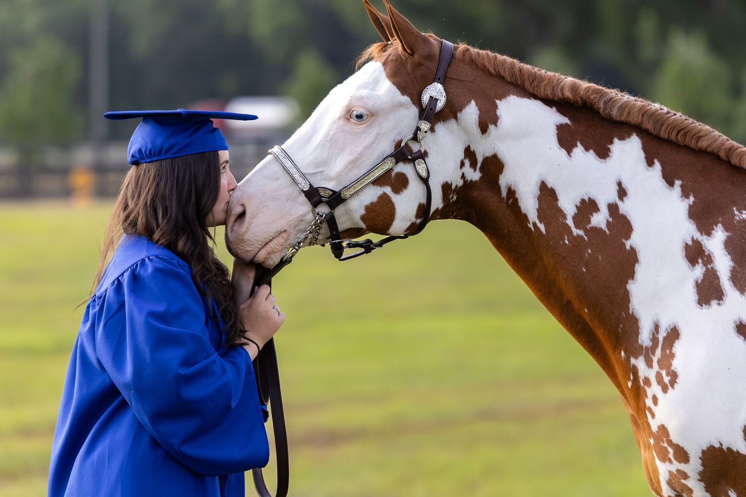 APHA Paint horse receiving affection and care from handler in blue graduation gown. 2025 graduation horse and rider portrait session at show