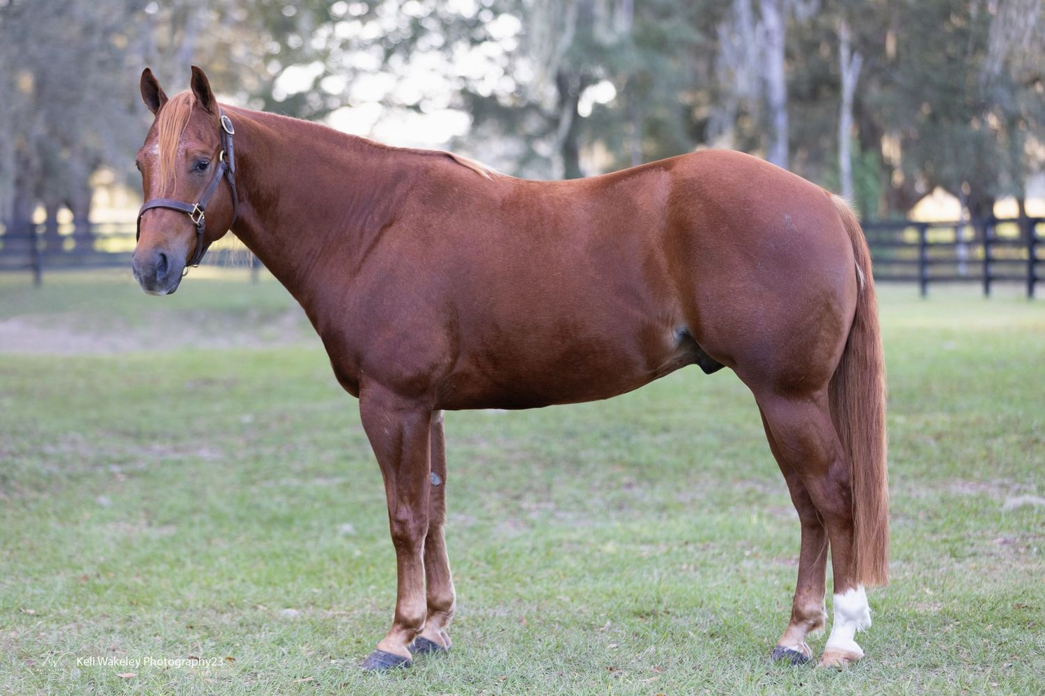 Conformation shots, AQHA taken in Morriston Florida at Corey Rogers Performance Horses with Keli Wakeley Photography.  Sorrel reining horse