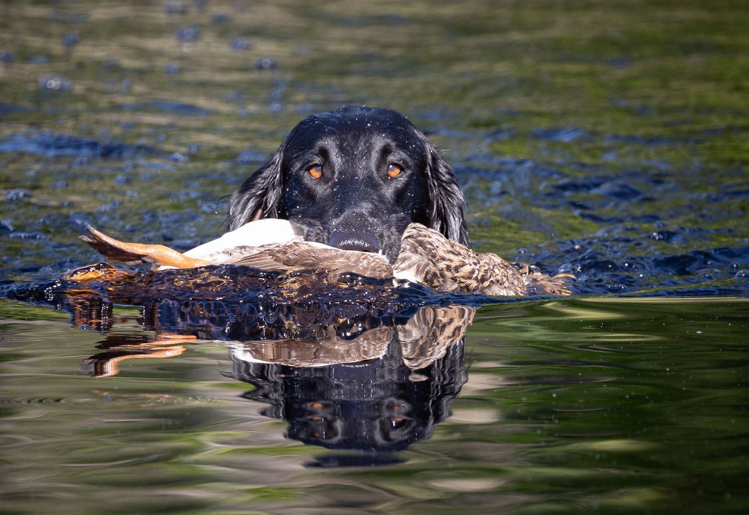flat coat retriever  dog swimming in pond with rippling reflections and duck in mouth in Maddison Florida during the FCHSA event 2024.