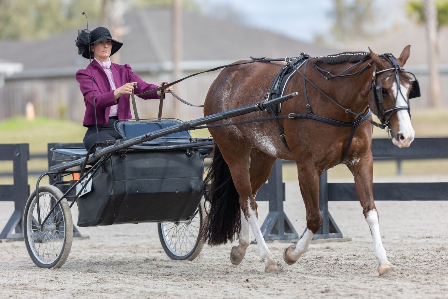 APHA Horse and driver in cart showing at the Alachua County agricultural and equestrian center during the Florida color horse club show.