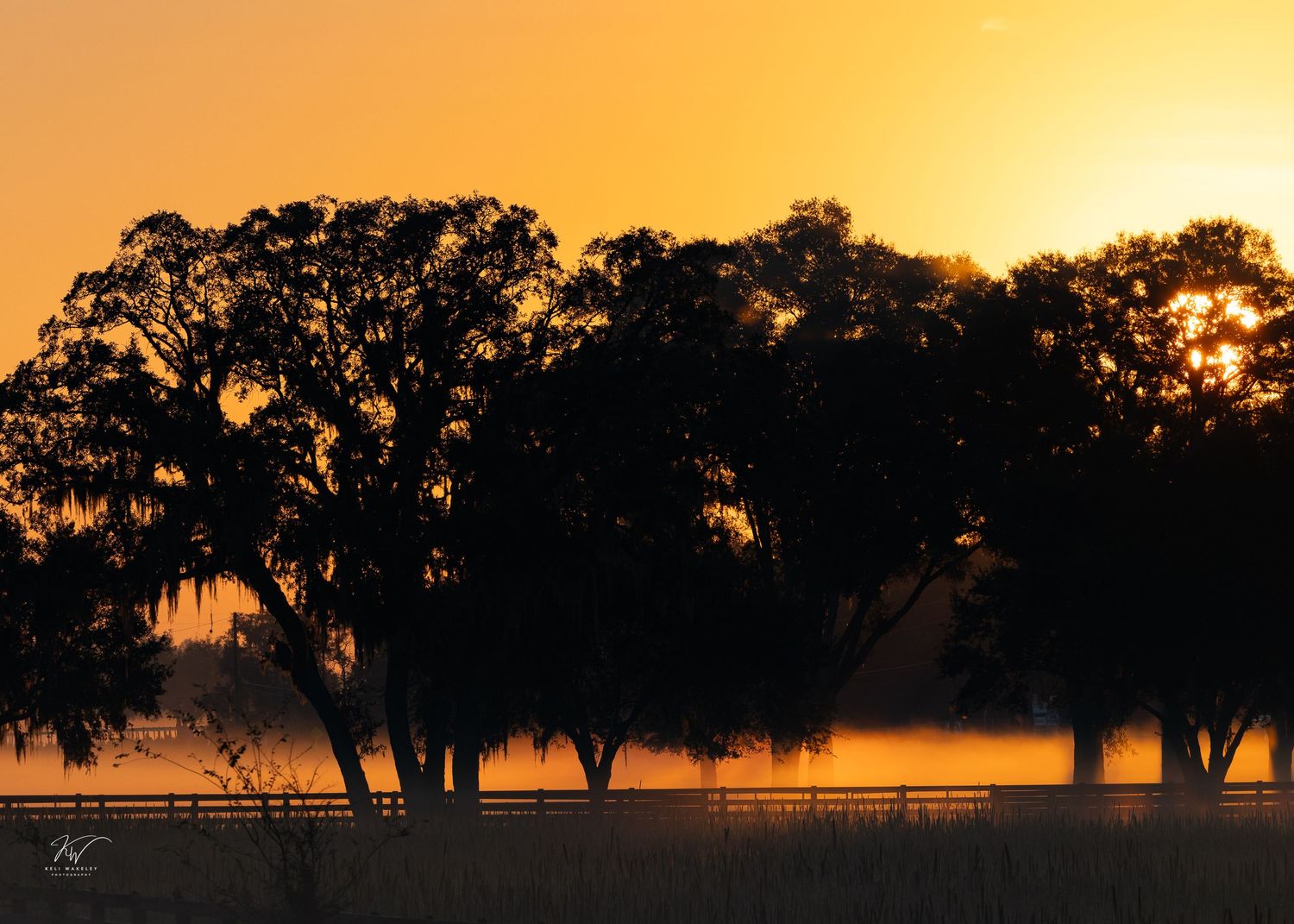 Silhouetted oak trees against vibrant orange sunrise sky by Keli Wakeley photography in Alachua County Florida. Nature and landscape shot