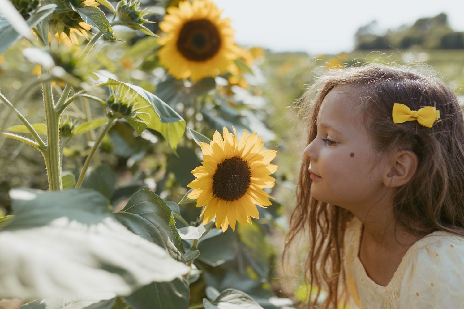 A young girl with a yellow bow smells a bright sunflower in a sunny sunflower field.