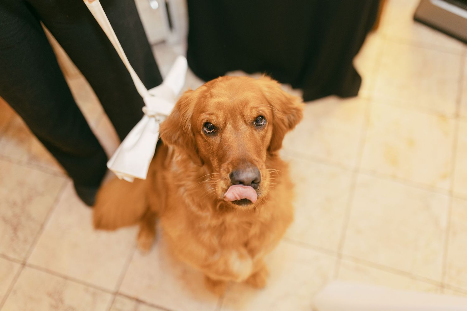 Adorable golden retriever dog wearing white bow tie sitting between wedding guests on tile floor.