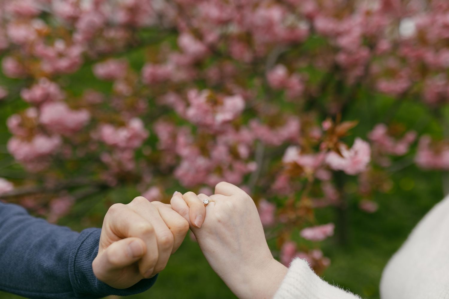 Two people making a pinky promise in front of blooming pink cherry blossom trees in spring.