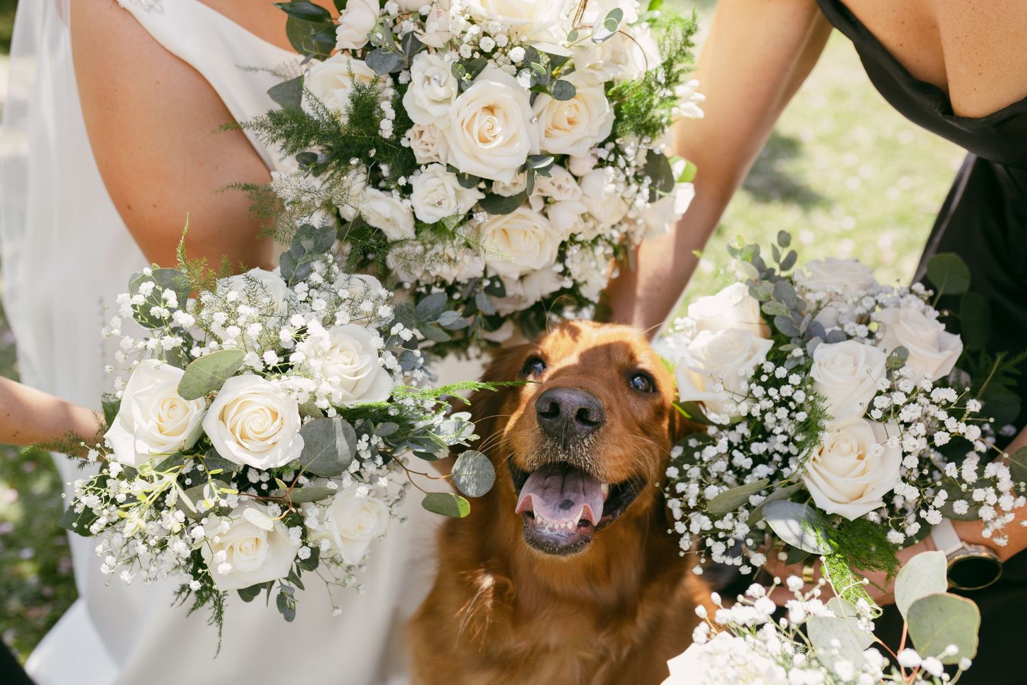 Happy golden retriever surrounded by white rose and baby's breath wedding bouquets held by bridesmaids in a garden setting.