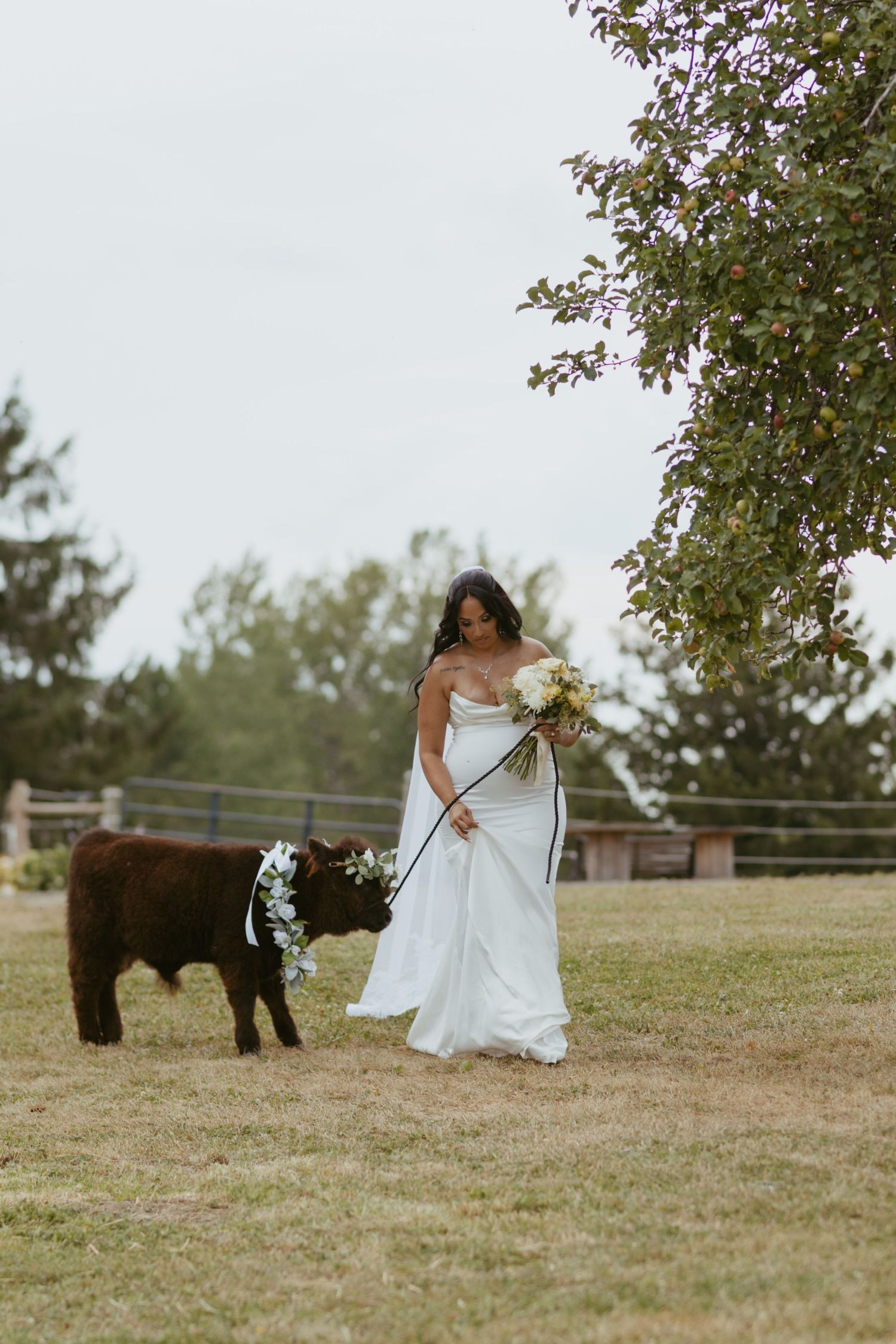 Bride in white gown holds bouquet while leading a brown calf with floral wreath on a farm.