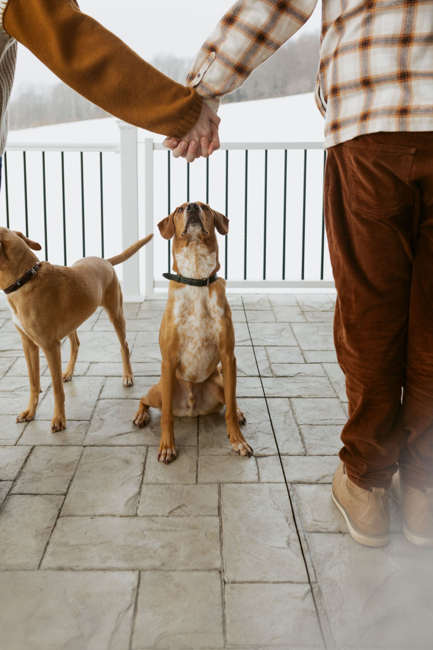 Two brown dogs on a patio being trained by two people holding treats, with a white fence in the background.