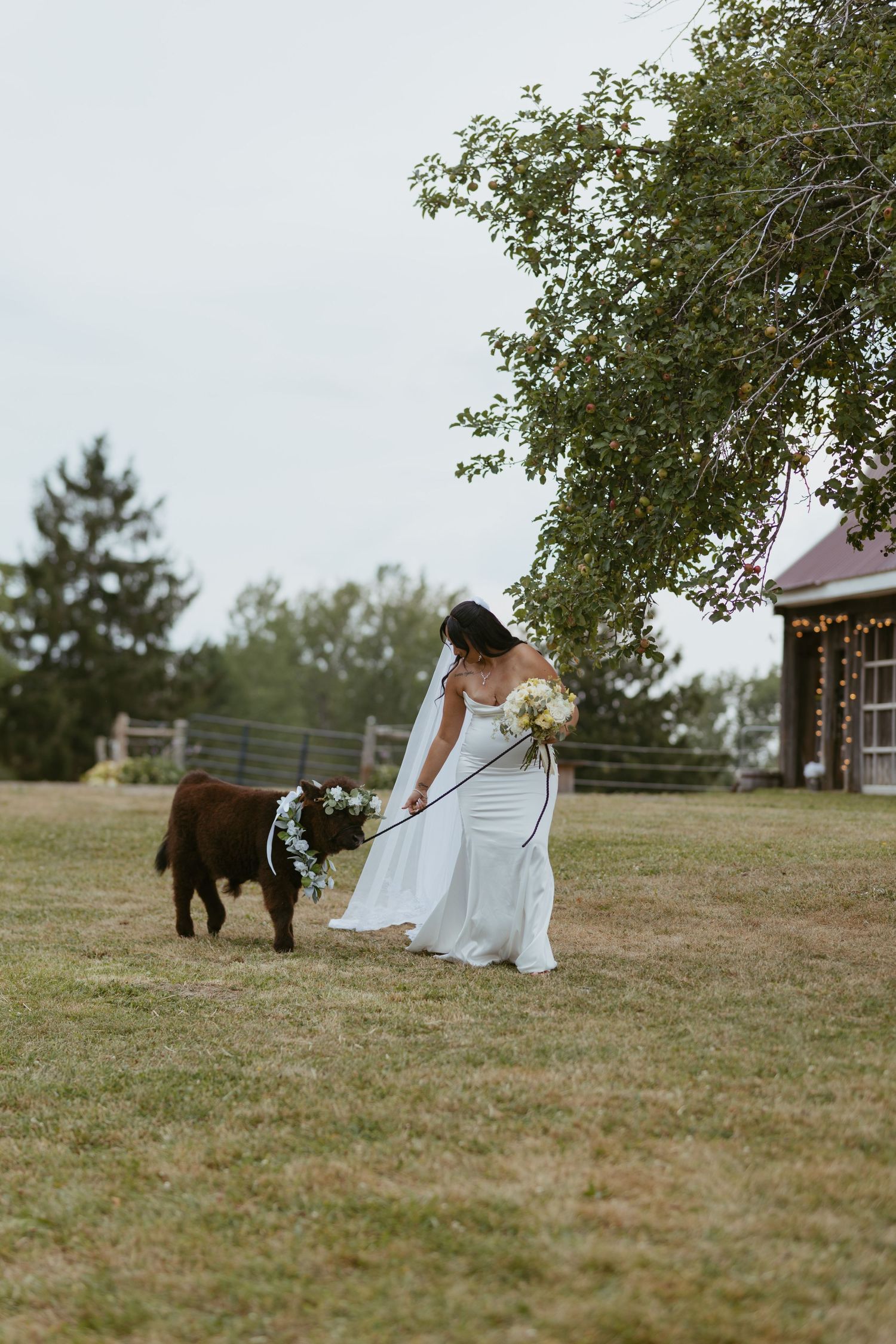 Bride in white gown holds bouquet while walking a calf wearing a floral wreath on a farm wedding day.