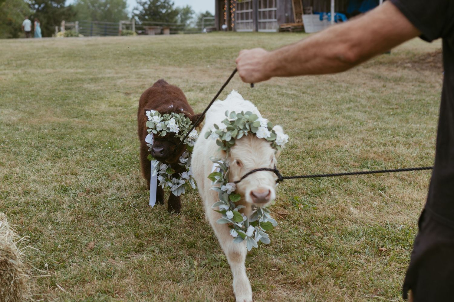Two goats wearing floral crowns made of white flowers and greenery being led on leashes across a grassy farm field.