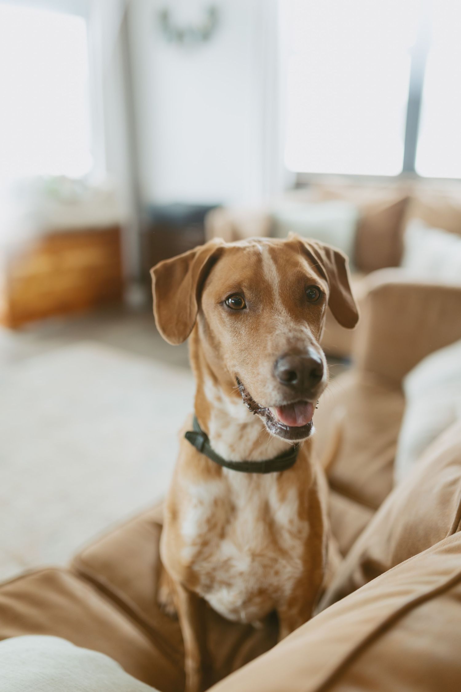 A happy brown Labrador mix dog sitting on a tan couch wearing a green collar in a bright living room.