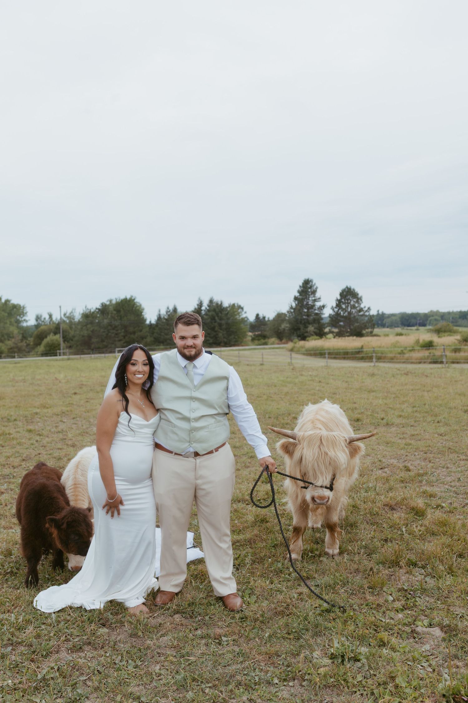 Bride and groom posing with two Highland cattle in a green field on their wedding day.