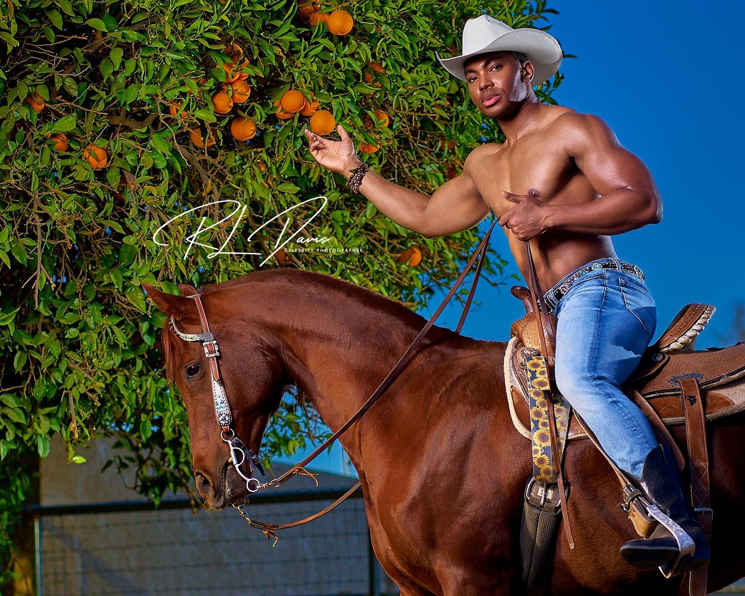 Horseback riding sequence under orange trees against bright blue sky. Photographer RL Davis