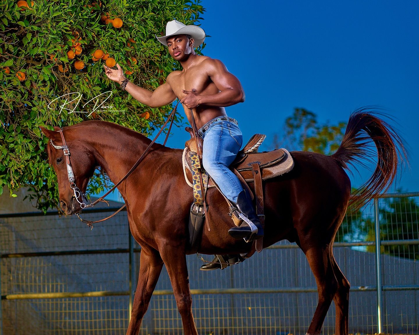 Shirtless rider on horseback reaches for oranges in tree against vibrant blue sky. Photographer RL Davis