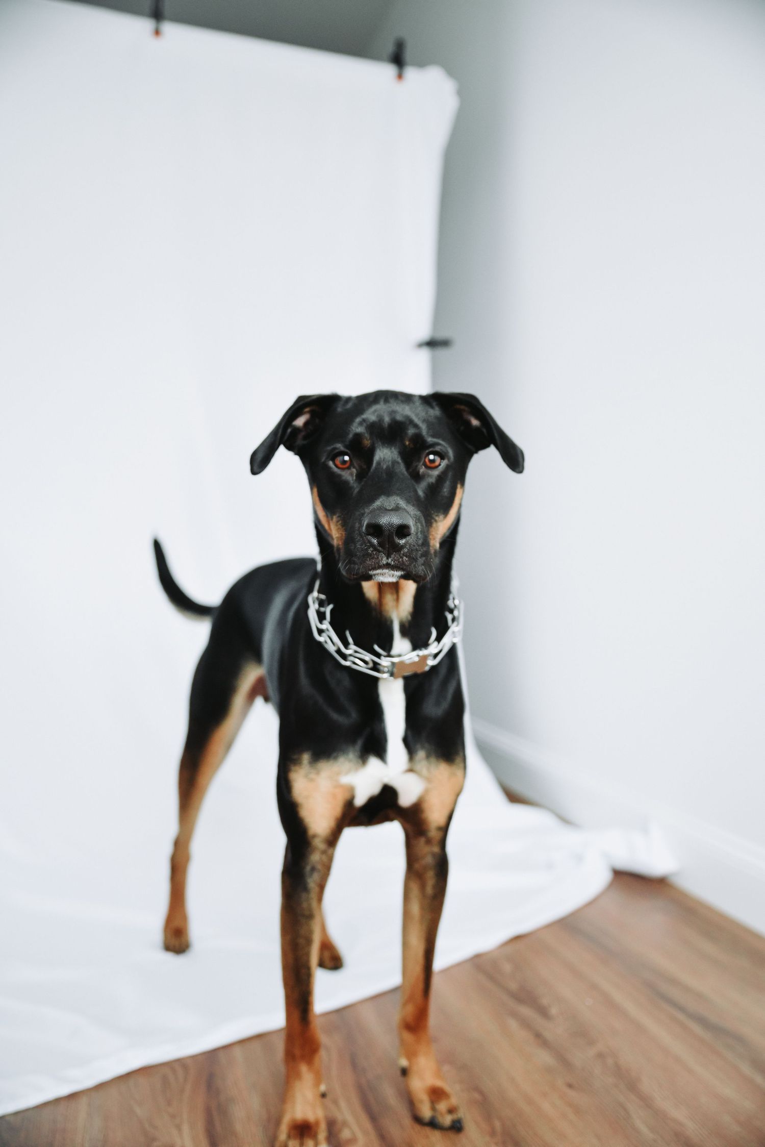 Cartaret, NJ Photoshoot, Pets, Studio Northern NJ