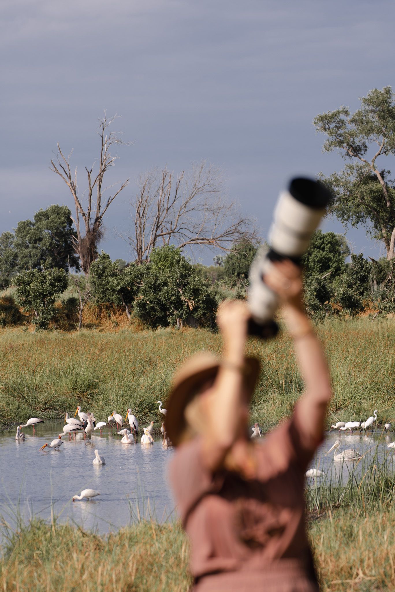 White pelicans gathered in a wetland with blurred wildlife photographer in foreground.