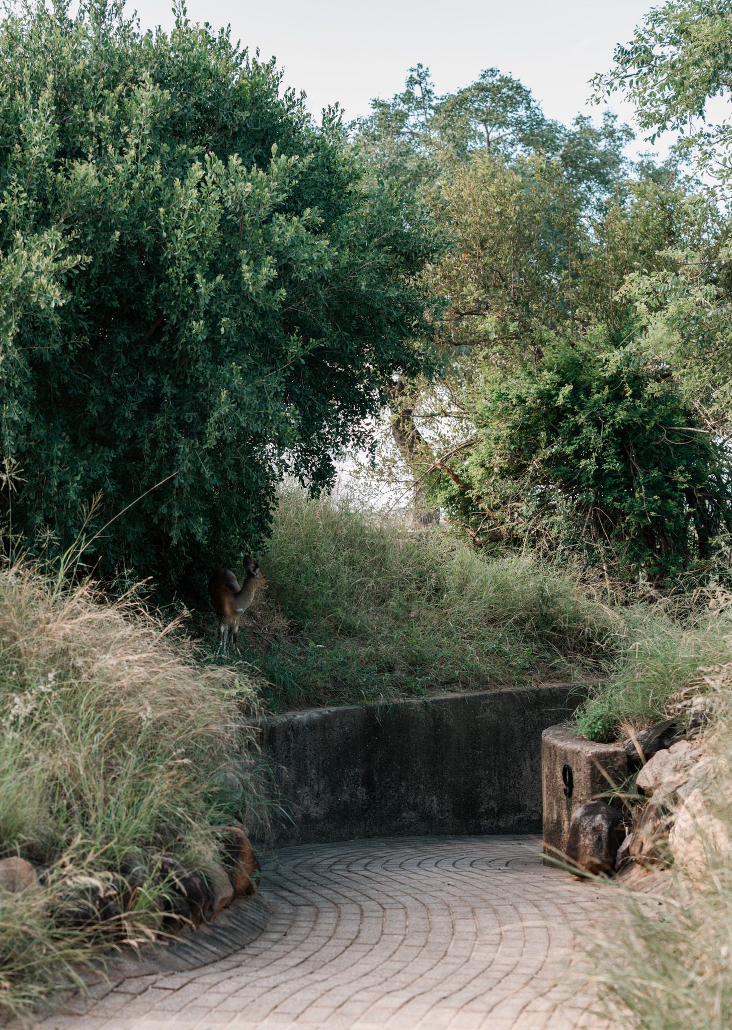Curved stone pathway winding through lush green garden landscaping.