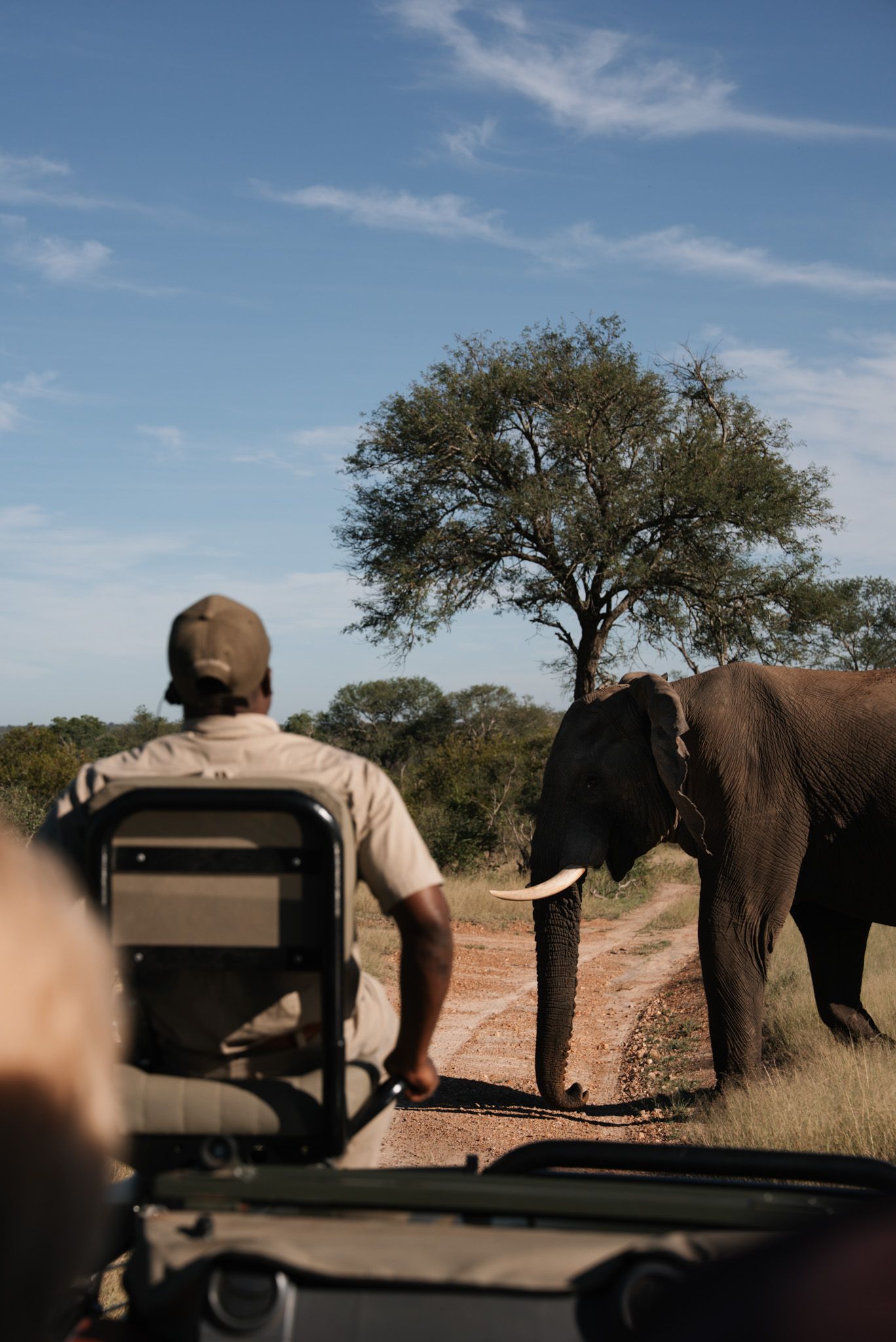 Safari vehicle approaching wild elephants in African savanna under blue sky.