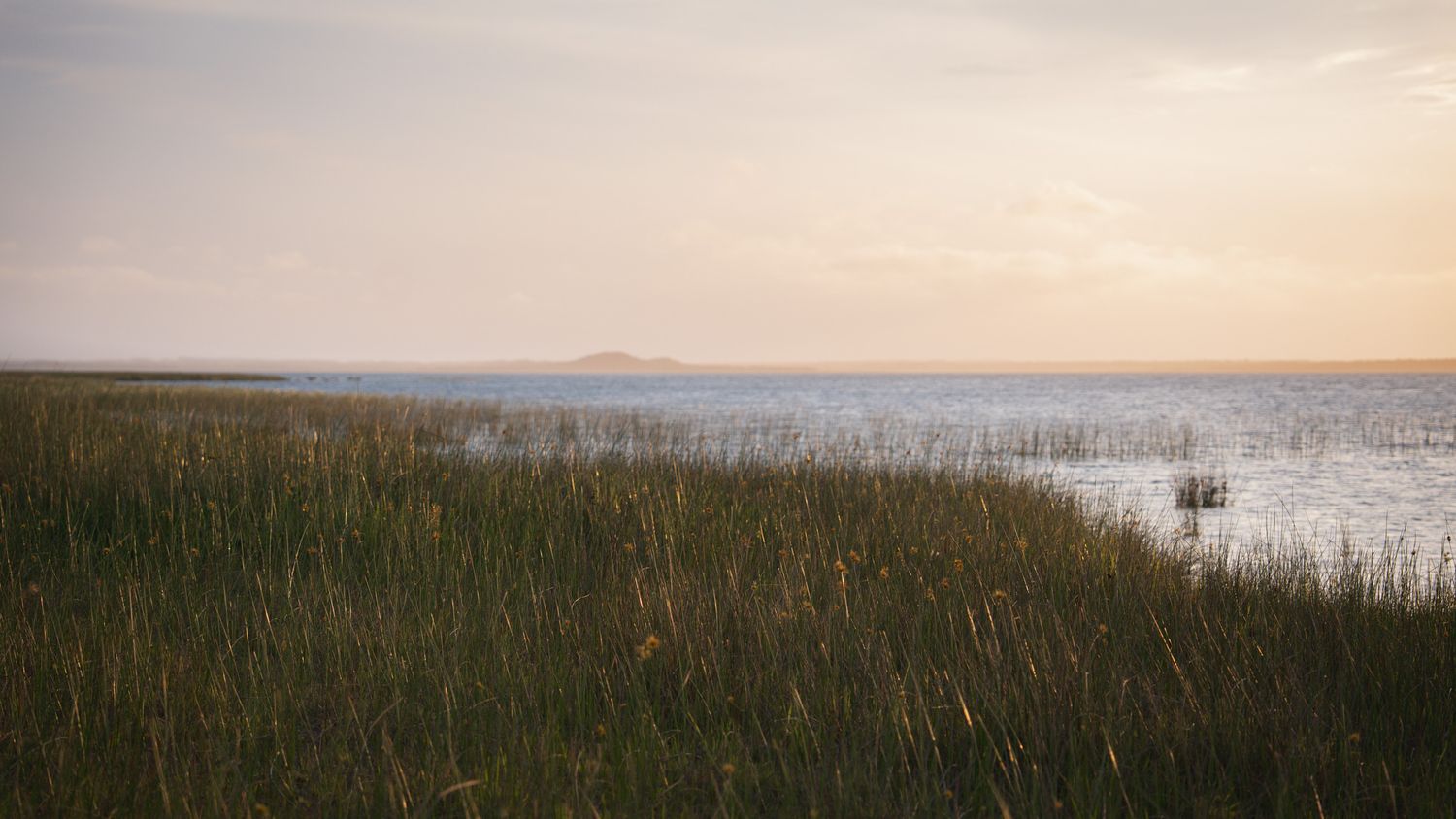 Misty marshland stretches to the horizon at dusk with tall grass in the foreground.