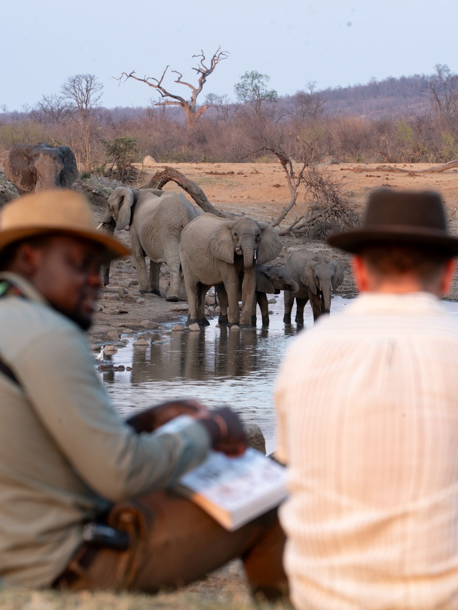 Elephants drinking at waterhole while observers take notes during safari.