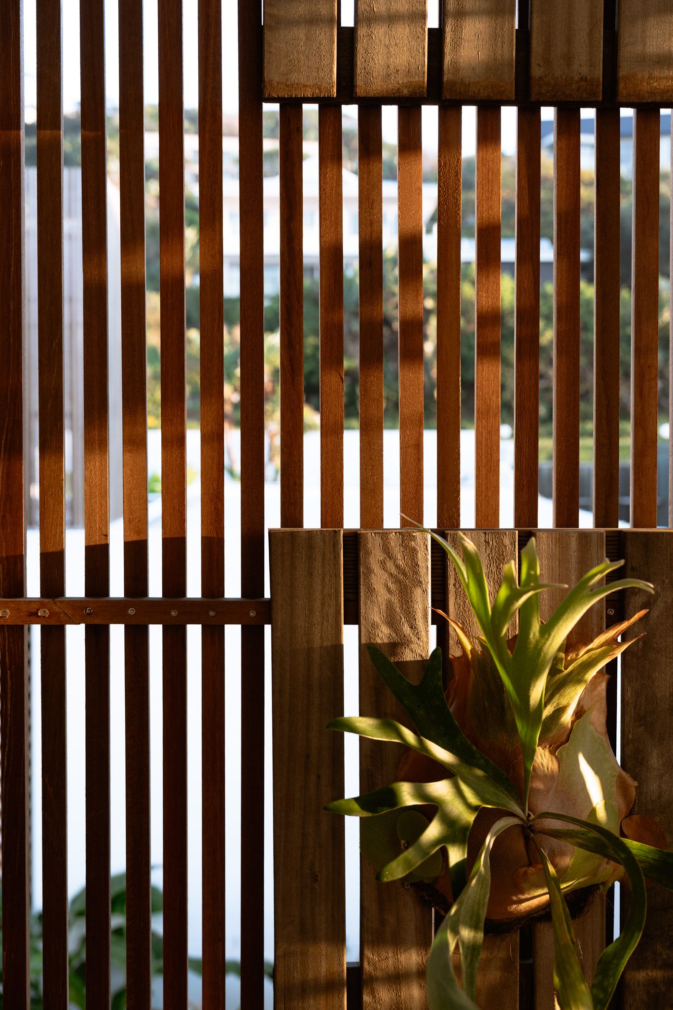 Sunlight filtering through wooden slat blinds with a tropical plant in focus.