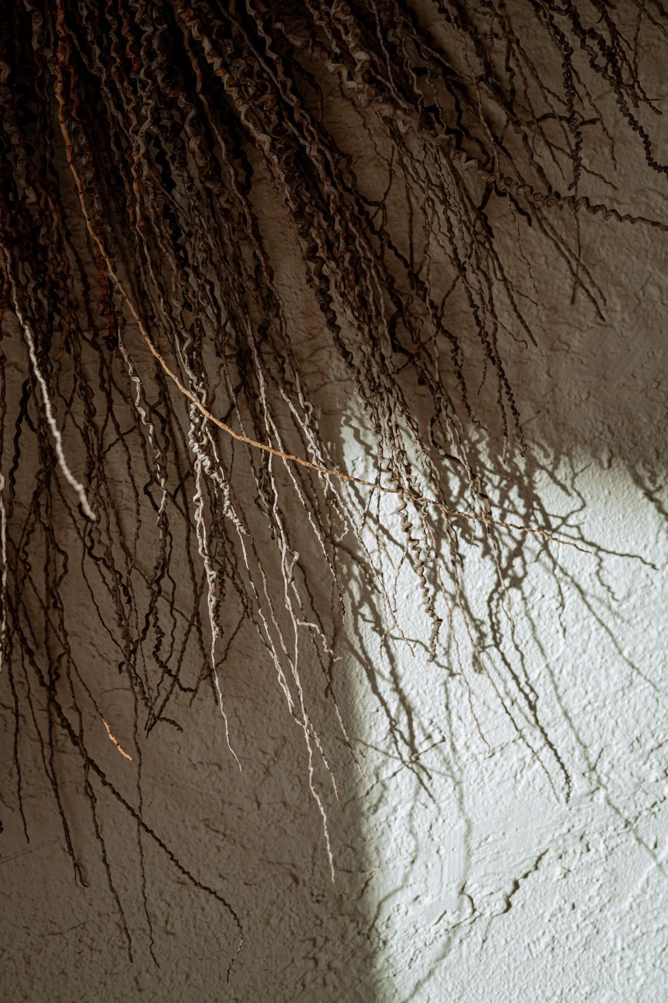Textured white wall with organic root-like patterns created by dramatic shadows.