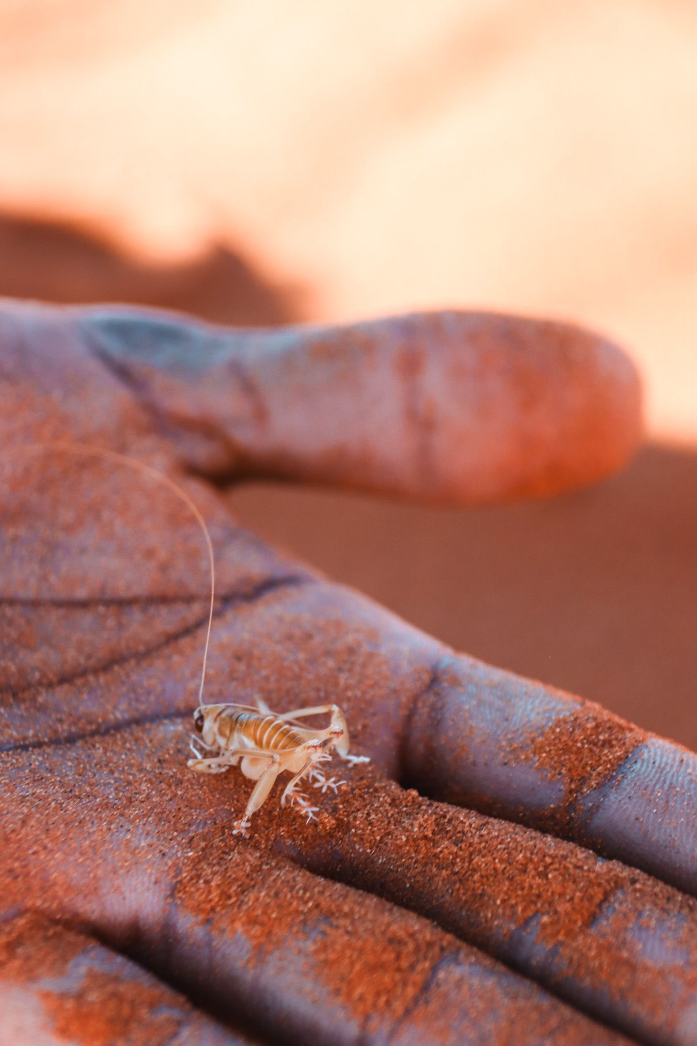 A tiny scorpion rests on a sandy hand in close-up detail.